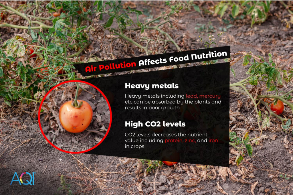 A poluição do ar afeta os nutrientes dos alimentos, incluindo metais pesados e CO2