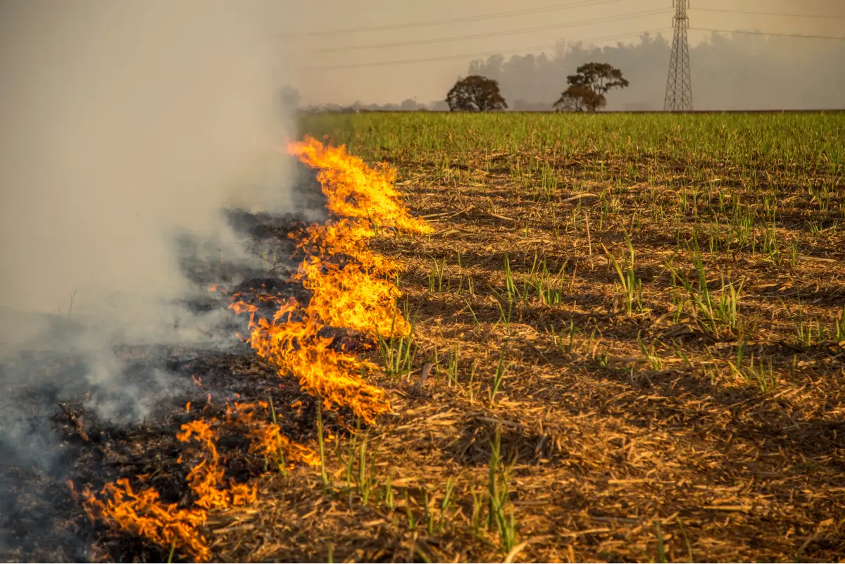 fire in a farm yield